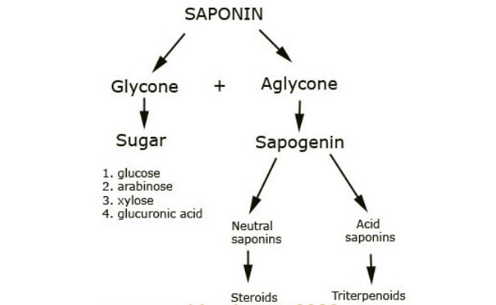 Saponin - Dược chất vàng được ứng dụng rộng rãi trong y học 